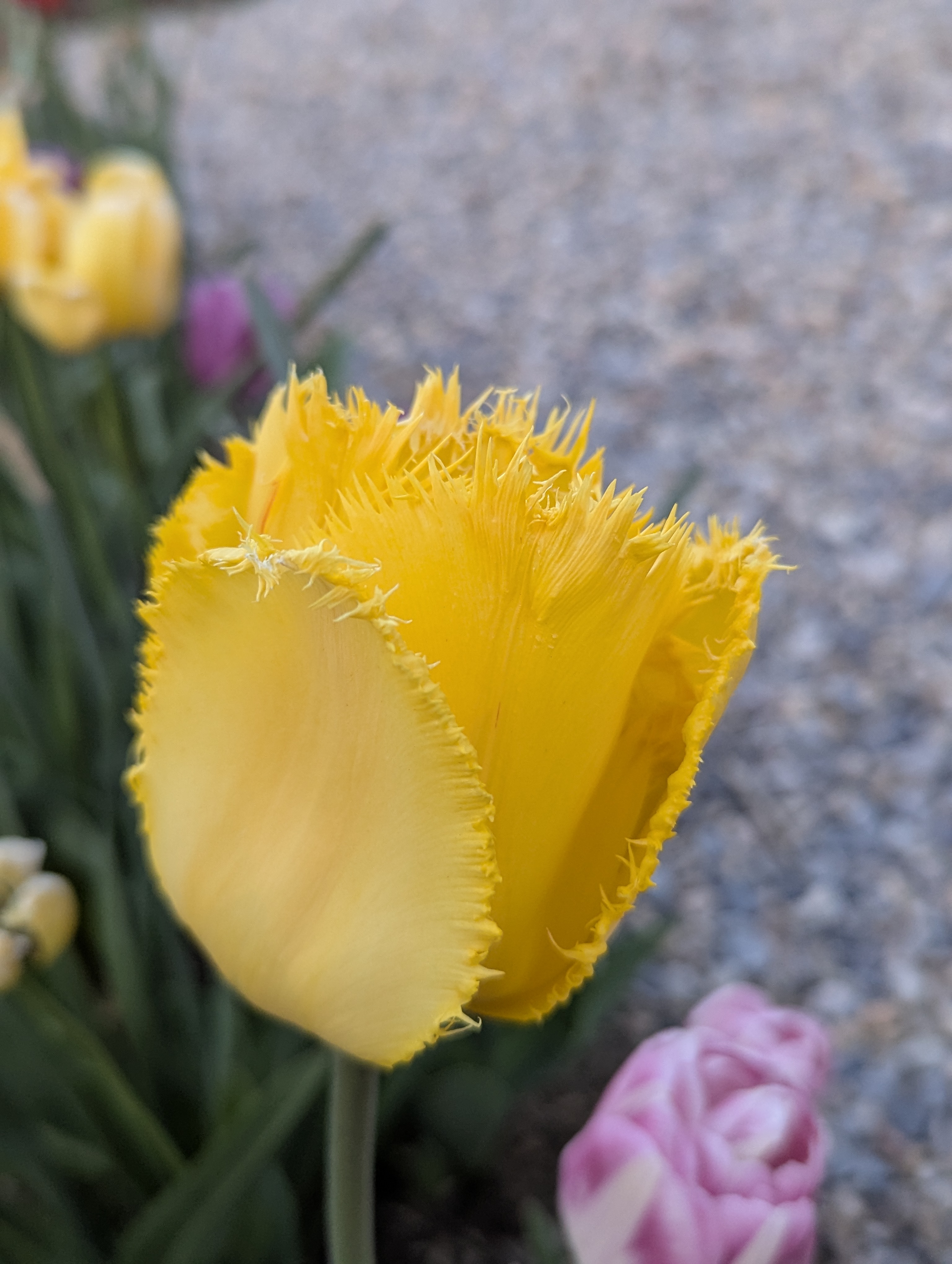 Garden, Flowers, Morrison, Colorado